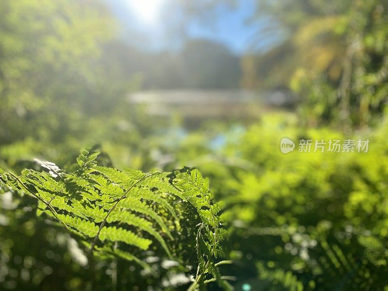 热带雨林――新南威尔士州拜伦湾