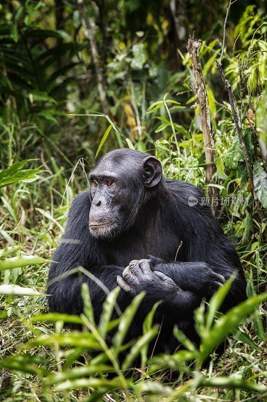 乌干达，基巴莱，黑猩猩在丛林中放松