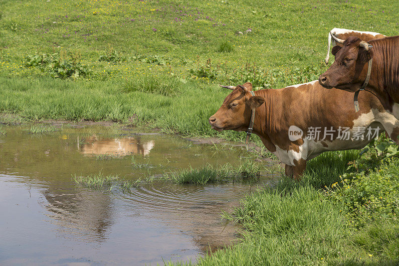 斯洛文尼亚山区草地上的池塘里，奶牛在饮水