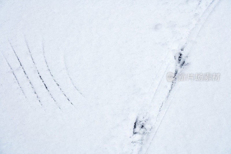 雪地上有鸟的脚印和翅膀的痕迹