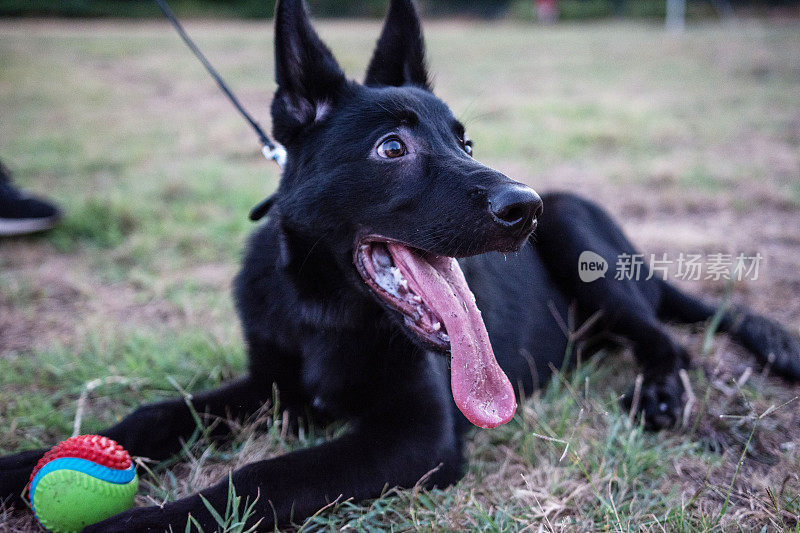 一只德国牧羊犬带着它的球在后院的草坪上