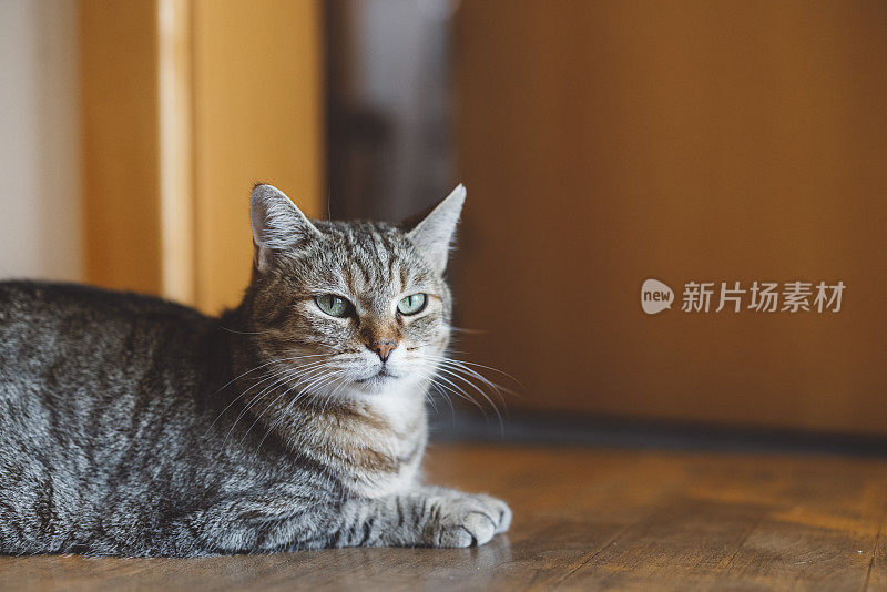 猫在屋内硬木地板上休息