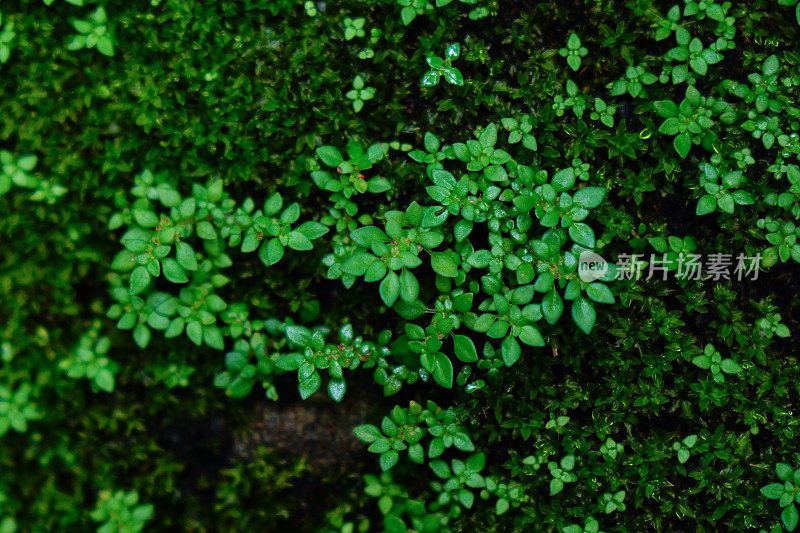 宏是雨林中的一种绿色苔藓。