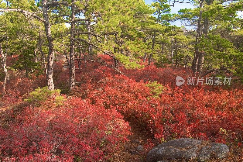 阿卡迪亚国家公园-蓝莓丛-秋天