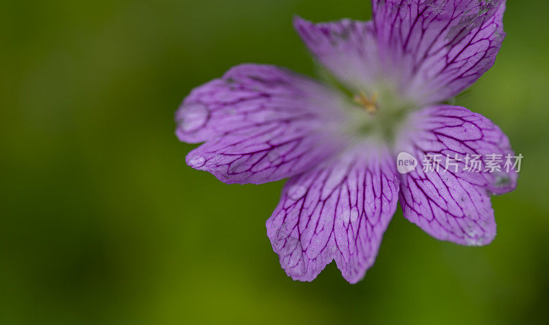 鹤嘴草在雨中绽放