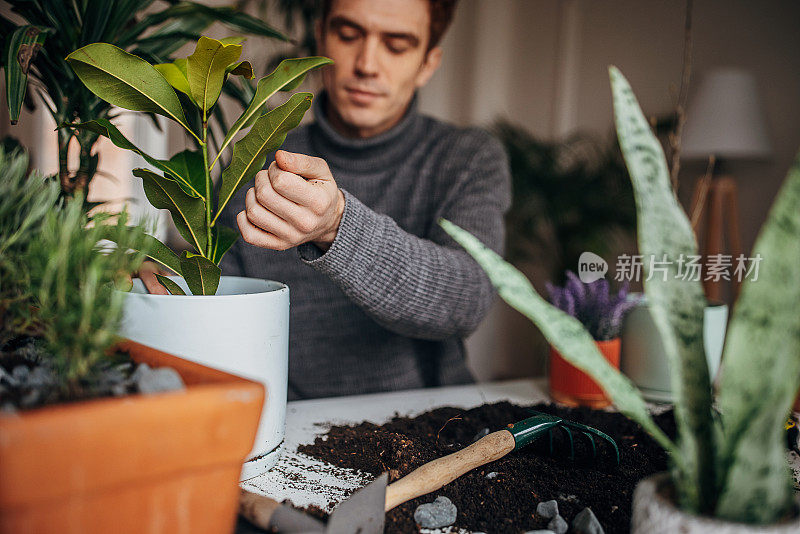 里德海德先生在家里种植室内植物