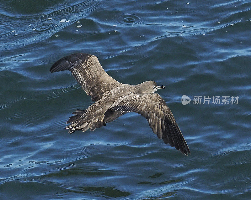 一只黑色海鸥在飞行