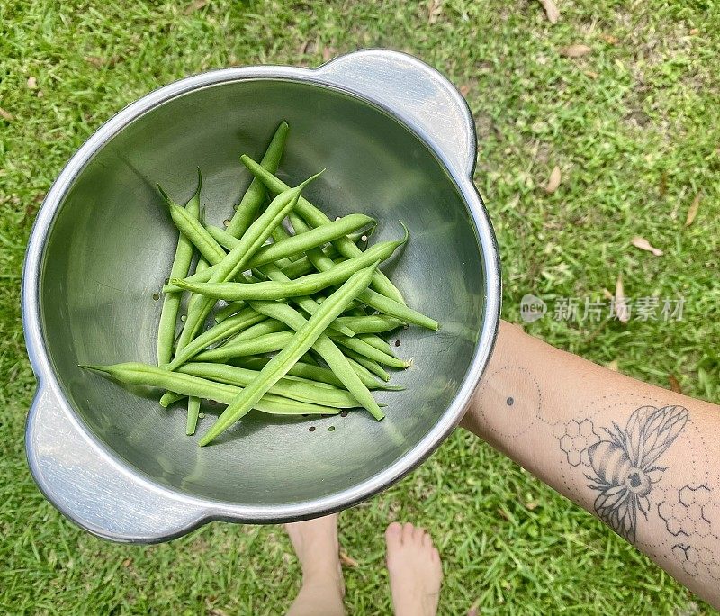 新鲜采摘的青豆从家花园