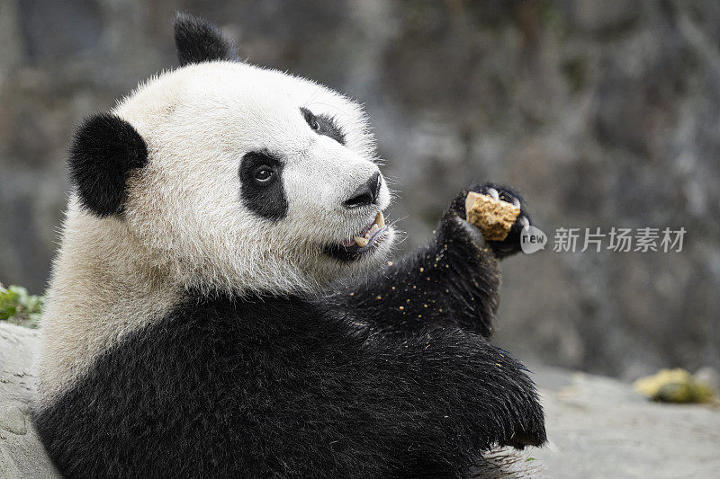 成都大熊猫在吃胡萝卜