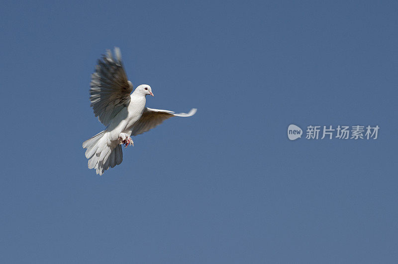 翻滚的白鸽从空中飞过。