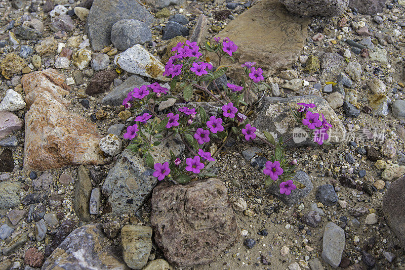 南马是一种一年生开花植物。它通常被称为紫色垫子，或紫色垫子，发现于加州死亡谷国家公园。紫草科。