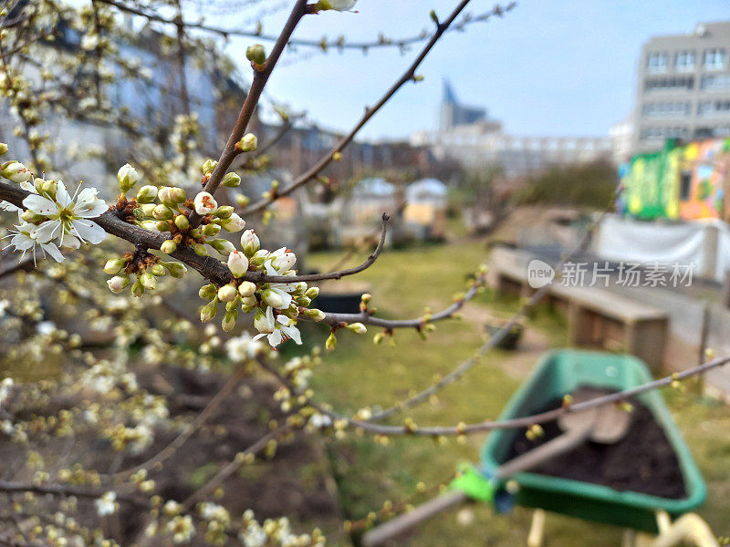 在düsseldorf，德国的一个公共社区花园中的开花植物