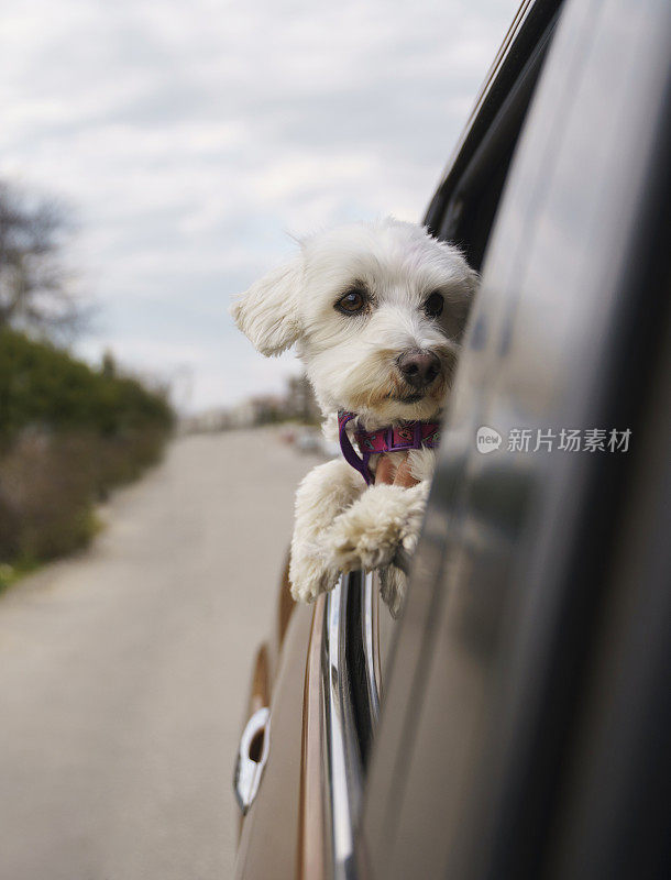 马耳他梗犬把头伸出车窗，观察周围的环境