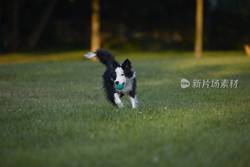 公园里的边境牧羊犬