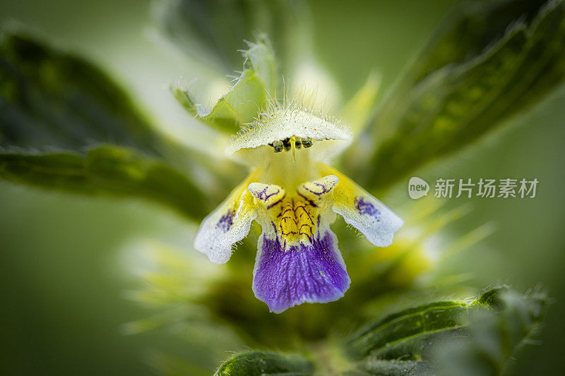 常见的瓣花