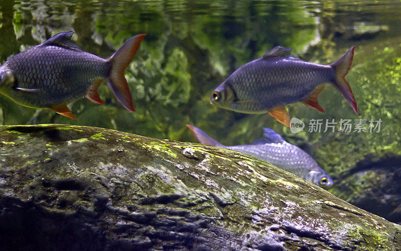 锡箔倒钩（巴博尼姆斯·施瓦嫩费尔迪）