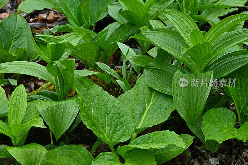 春天，在康涅狄格湿地，臭鼬卷心菜和假嚏根草带着雨滴