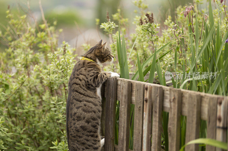 可爱的小虎斑猫爬上了花园的栅栏