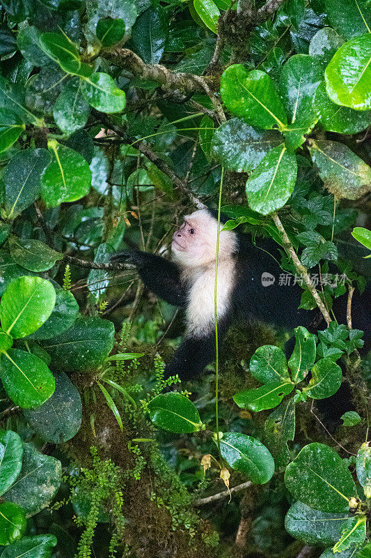 卷尾猴——白脸猴