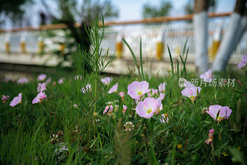 河边花