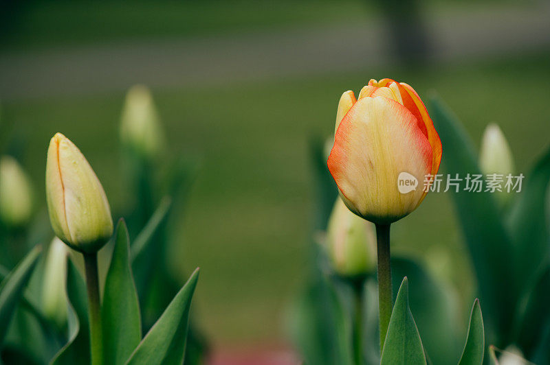 花园里有杂色红色郁金香的花坛