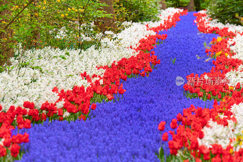 公园里的多色郁金香花圃