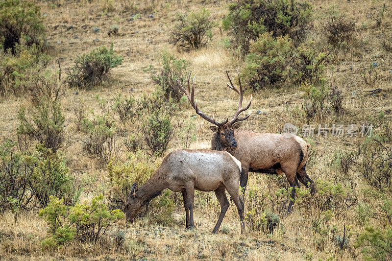 在秋季交配期间，大型公麋鹿和母牛麋鹿站在一起，密切注视着他的雌麋鹿群
