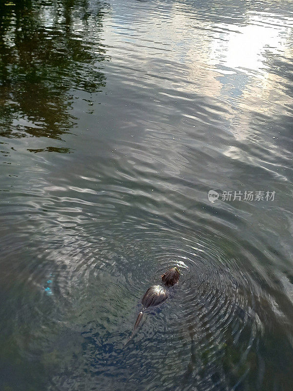 海狸游泳通过Düssel在日落和黄昏的时间向太阳反射在水中