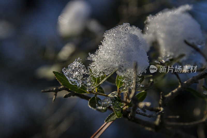 树枝上的雪花