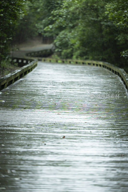 夏天一个雨夜的南部州湿地