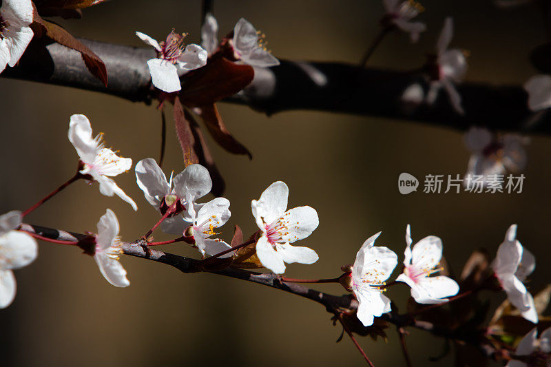 春天的樱花