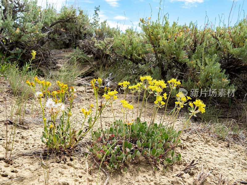 黄色沙漠野花和山艾树的低角度视图