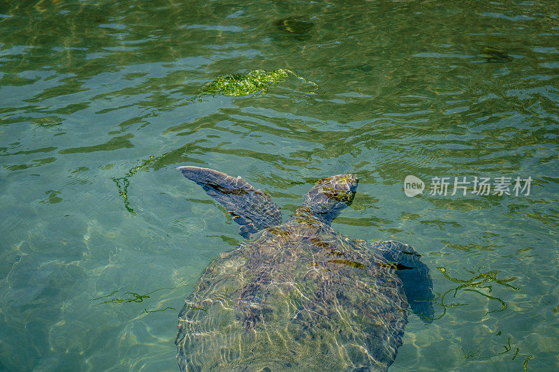 海龟在水面附近，咔嗒咔嗒