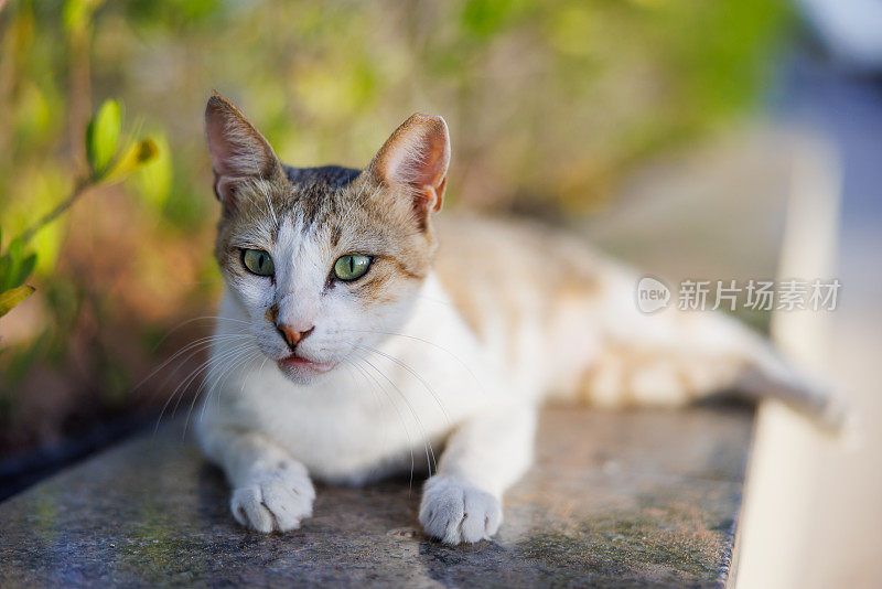 红马斑猫躺在温暖的花园墙壁上，专注地看着什么