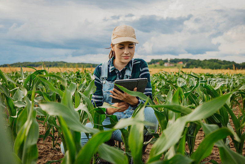农学家在农业领域使用数字平板检查玉米作物