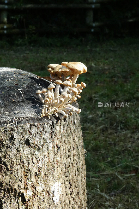 雨后生长的蘑菇