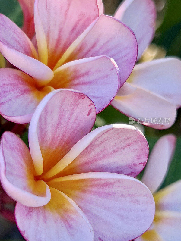 鸡蛋花特写镜头