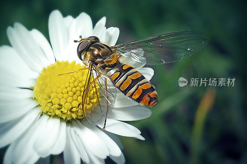 食蚜蝇昆虫