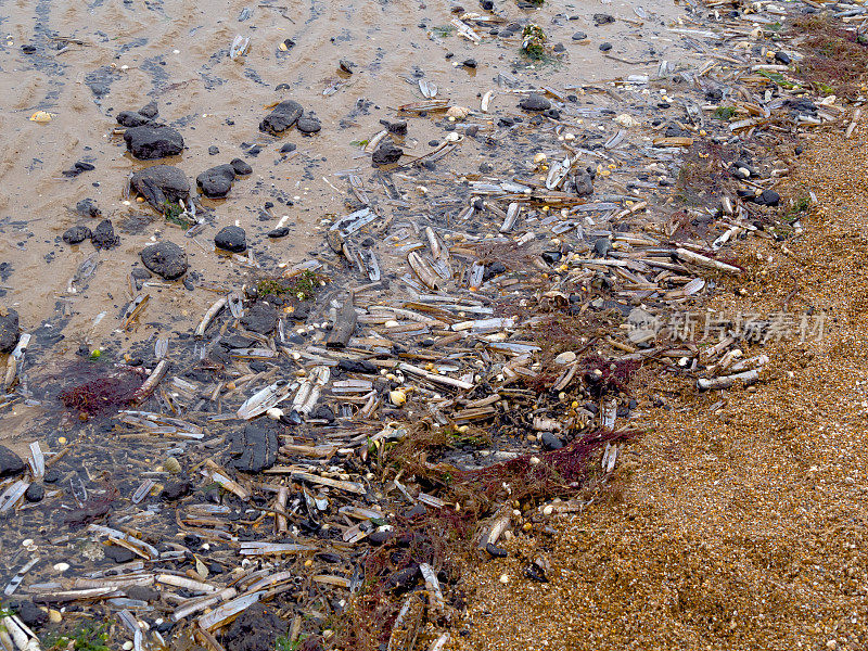 诺福克海滩上的贝壳、海草和古老的泥炭