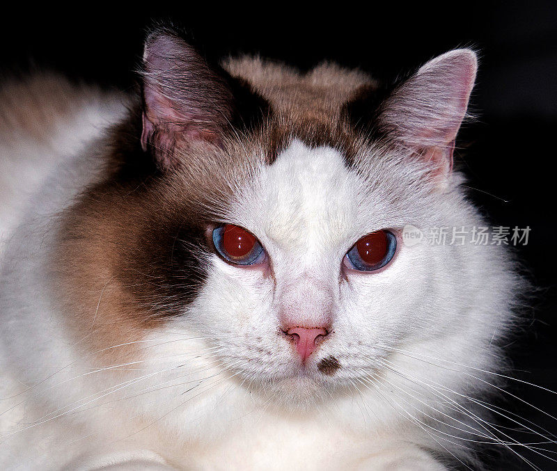 特写的猫与红色的眼睛