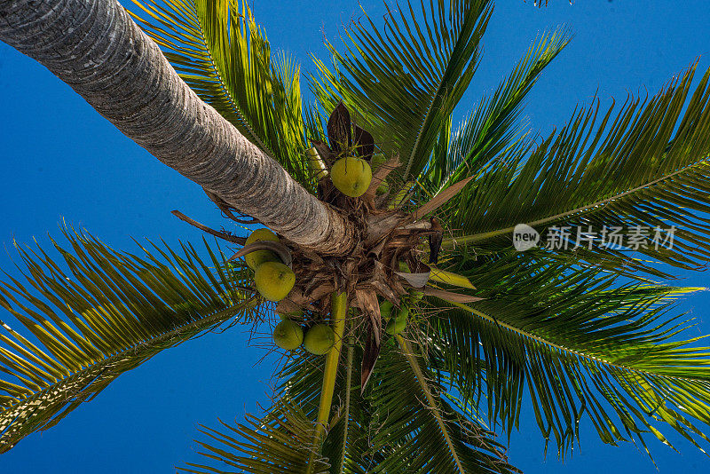 阿库马尔海滩-棕榈树与蓝天为背景