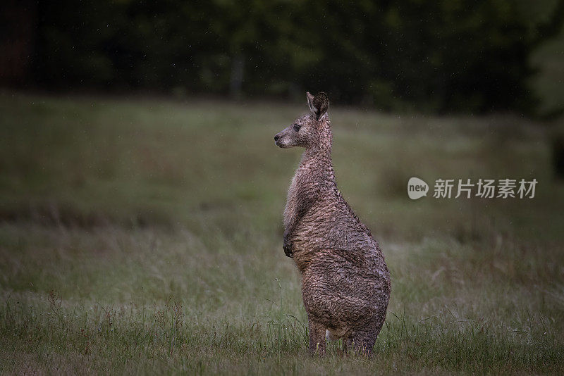 东部灰袋鼠