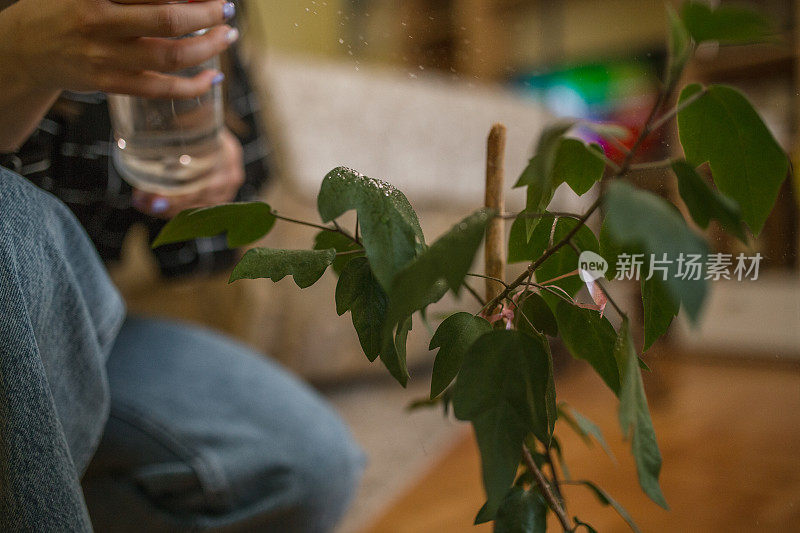 无法辨认的女园丁正在用喷水清洗盆栽植物的叶子