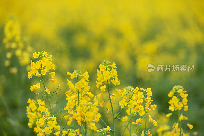 油菜花儿