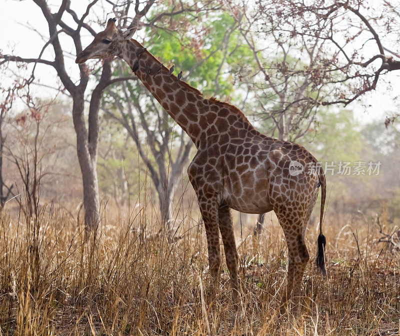 在西非塞内加尔的非洲丛林里，小长颈鹿和昆虫喂养的牛椋鸟