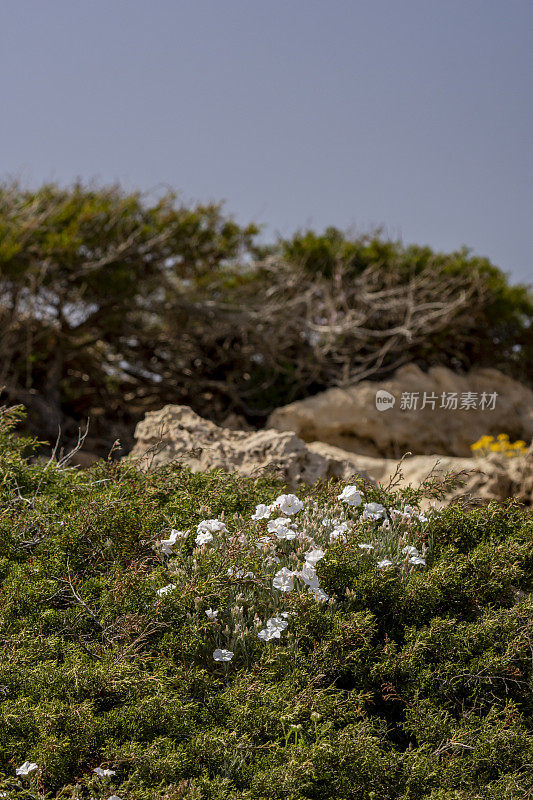 几朵盛开的窄叶束带花，背景是石灰岩和海风吹过的海岸灌木