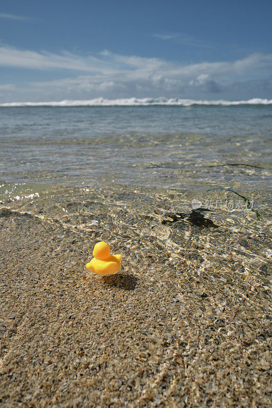 海滩假日，六月阳光明媚的一天，康沃尔郡佩顿Vounder海滩，橡胶鸭漂浮在清澈的大海上。