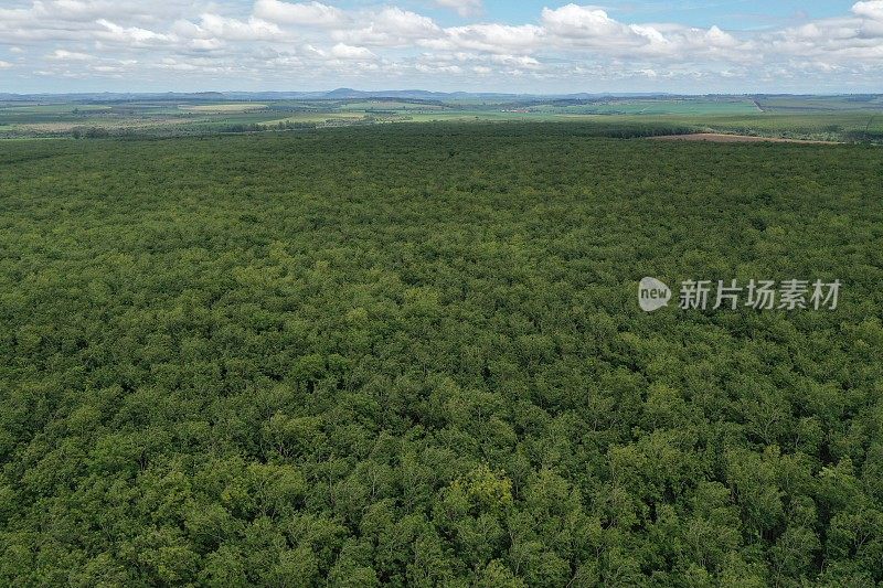 商业橡胶树种植园的鸟瞰图