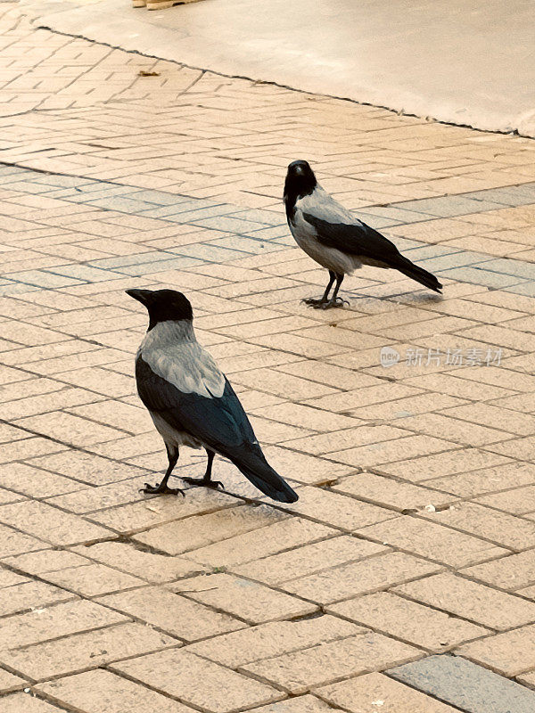 乌鸦鸟在伊斯坦布尔火鸡