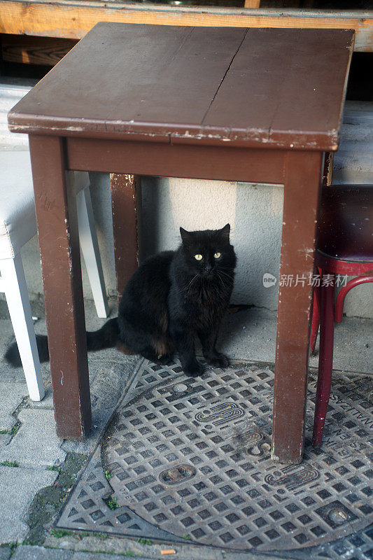 伊斯坦布尔的流浪猫